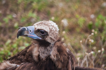 Black vulture.