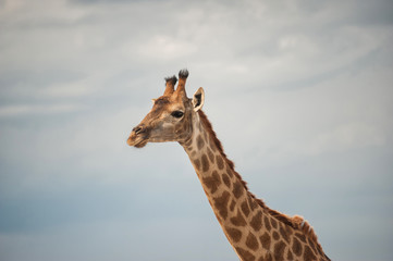 Obraz premium Giraffe.