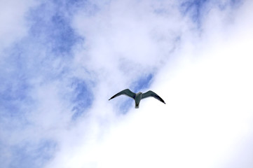 Seagull in the blue cloudy sky