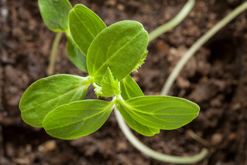 Young sprout of a cucumber