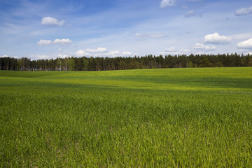 sprouted wheat in the spring  