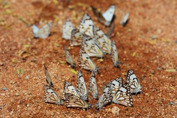 Schmetterlinge in Namibia (Namib-Naukluft-Park)