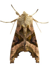 Moth