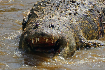 Dead crocodile in Mara River, Maasai Mara Game Reserve, Kenya
