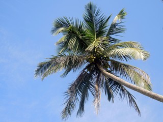 Fototapeta na wymiar Coconut palm in the sky