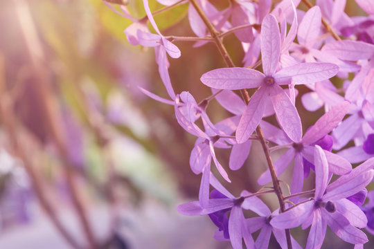 Fototapeta Lovey purple flowers of spring time in Thailand, filtered color