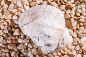 macro shot of beautiful seashell