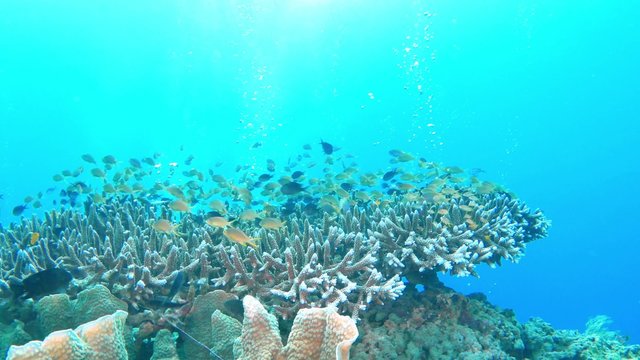 4K footage - School of colorful fish on coral reef in ocean