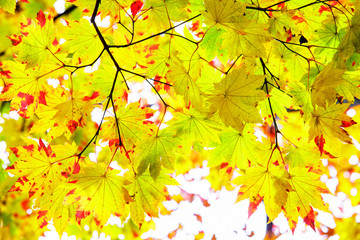 maple leaf red autumn sunset tree blurred background