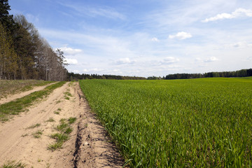 field with cereals 