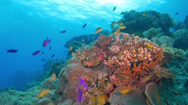 4K footage - School of colorful fish on coral reef in ocean