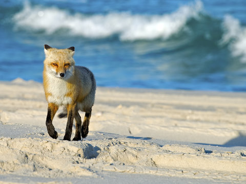 Red Fox On The Beach