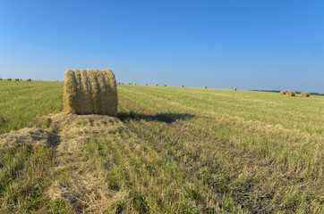 Rolls of hay in the field