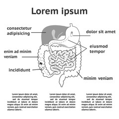 The human digestive system illustration
