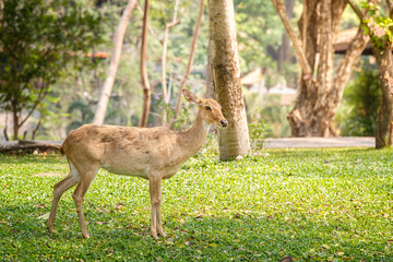 Deer stag in soft morning light