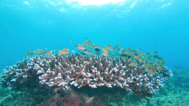 4K footage - School of colorful fish on coral reef in ocean