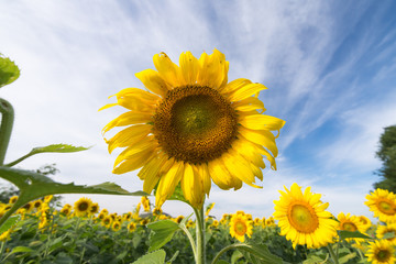 Fototapeta premium Sunflower