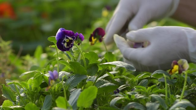Harvesting edible flowers in a greenhouse
