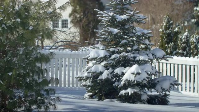 Trees in the snow, time lapse.  Recorded through a full day, into early evening.
