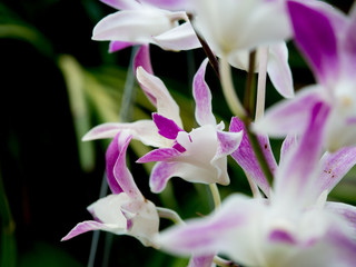 Orchid