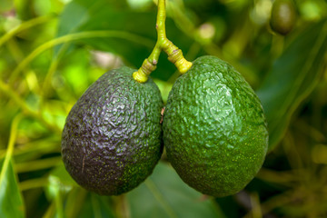 Ripe of Avocados