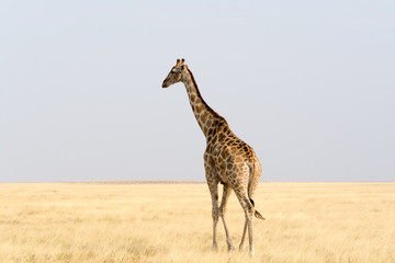Giraffe walking through the desert
