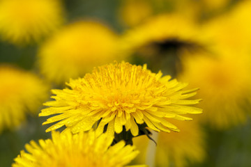 dandelion yellow , close-up 