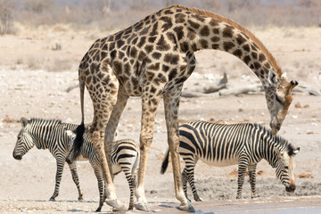 Giraffe and Zebras at waterhole
