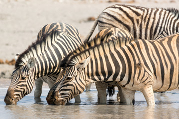 Fototapeta na wymiar Zebras drinking water at waterhole