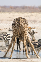 Fototapeta na wymiar Giraffe and Zebras at waterhole