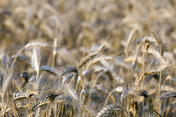 harvest of cereals  