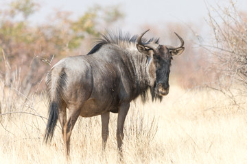 Fototapeta premium Blue Wildebeest