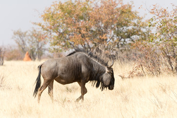 Fototapeta premium Blue Wildebeest