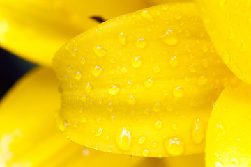 yellow lily ,  spring