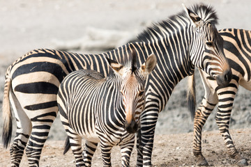 Fototapeta na wymiar Zebra family with kitten