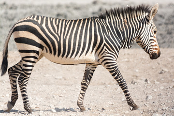 Obraz na płótnie Canvas Walking zebra, seen and pictured in several national parks in namibia, africa.