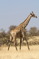 Obraz na płótnie Canvas Lonely Giraffe