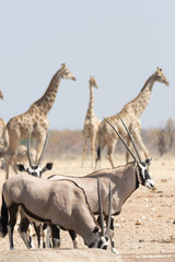 Gemsbok and Giraffe