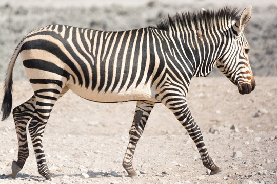 Walking zebra, seen and pictured in several national parks in namibia, africa.