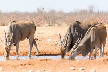Eland near waterhole