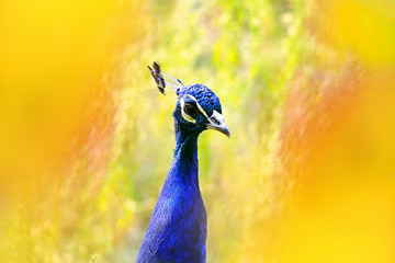 Obraz premium peacock