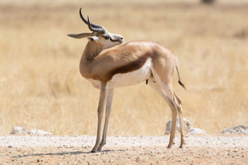 Springbok