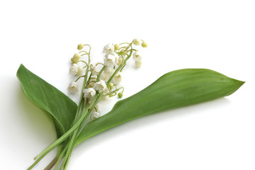 Obraz premium Muguet