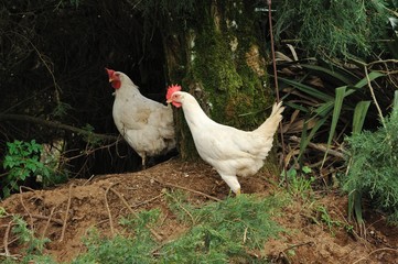 Pollo ruspante