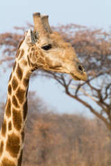 Closeup of giraffe