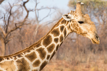 Closeup of giraffe