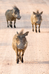 Fototapeta premium Group of three running warthogs
