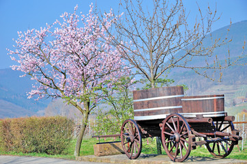 Fototapeta na wymiar zur Zeit der Pfälzer Mandelblüte bei Edenkoben an der Südlichen Weinstrasse,Pfalz,Deutschland