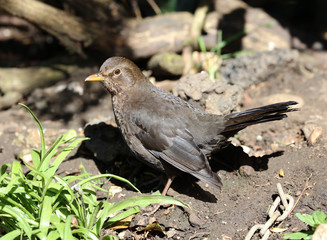 Naklejka na ściany i meble Close up of a female blackbird