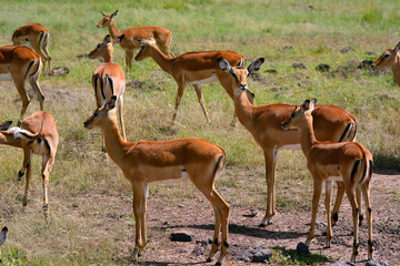 Impalas, Maasai Mara Game Reserve, Kenya